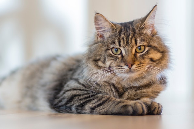 The cat is a domestic species of small carnivorous mammal. Cat